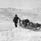 Image for article titled These Dogs are Honorary Geologists for Their Early Exploration of Alaska